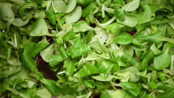 Mircogreens van zaden tot salade op draaiende achtergrond. Rauwe biologische groenten. Bovenaanzicht. Veganistisch dieet en vegetarisch voedselconcept. — Stockvideo