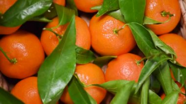 Arkaplanda yeşil yapraklar ve dallar olan portakallar. Üst Manzara. Vegan ve çiğ gıda konsepti. Portakal meyvesi, sulu mandalina.