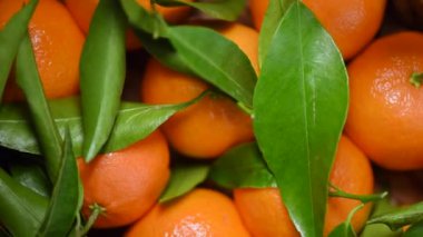 Arkaplanda yeşil yapraklar ve dallar olan portakallar. Üst Manzara. Vegan ve çiğ gıda konsepti. Portakal meyvesi, sulu mandalina.