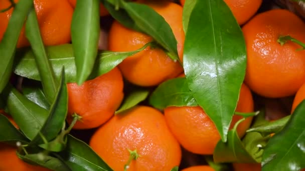 Naranjas con hojas verdes y ramas sobre fondo giratorio. Vista superior. Concepto de comida vegana y cruda. Fruta naranja, mandarinas jugosas — Vídeos de Stock