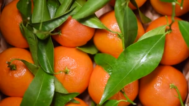 Pomeranče se zelenými listy a větvemi na rotujícím pozadí. Horní pohled. Veganská a syrová strava. Pomerančové ovoce, šťavnaté mandarinky — Stock video