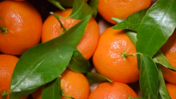 Oranges with green leaves and branches on rotating background. Top view. Vegan and raw food concept. Orange fruit, juicy tangerines — Stock Video