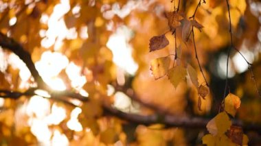 Altın akçaağaç yaprakları rüzgarla esiyor. Sonbahar konsepti. Akçaağaç renk değiştirir. Doğa arkaplanı