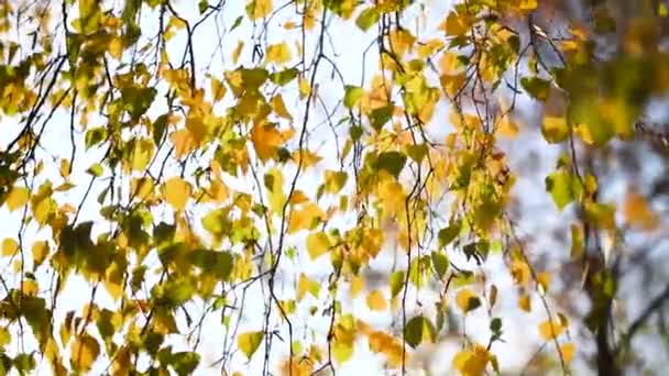 秋の自然調和。黄金の秋の木と葉の背景。黄金のカエデの葉が風に吹かれる。秋のコンセプト。カエデは色が変わる。自然背景 — ストック動画