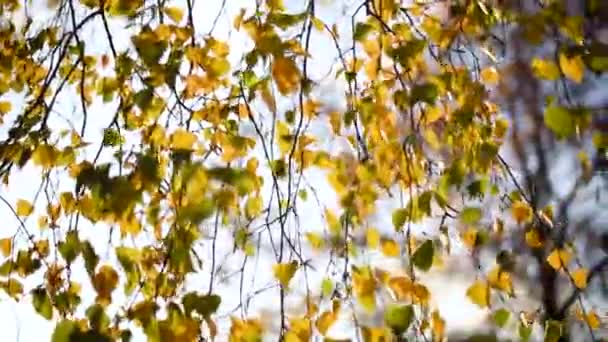 Slunce svítí žlutými listy. Zlatý podzim. Přírodní zázemí se sluncem. Podzimní městský park. — Stock video