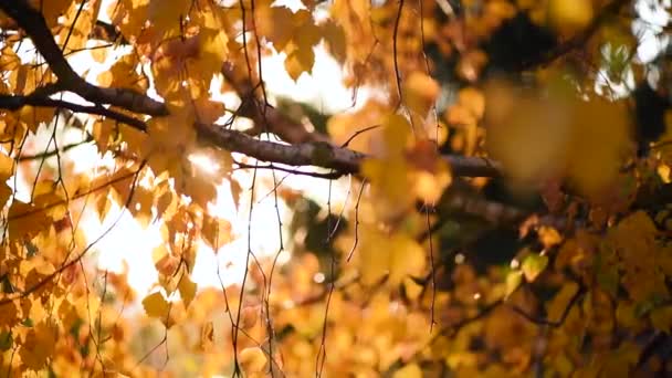 Gouden esdoorn bladeren waait door de wind. Herfstconcept. Esdoornbomen veranderen van kleur. Natuur achtergrond — Stockvideo