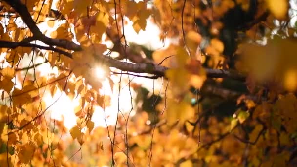 A nap átsüt a sárga leveleken. Arany ősz. Természet háttér napsütéssel. Őszi Városliget. — Stock videók