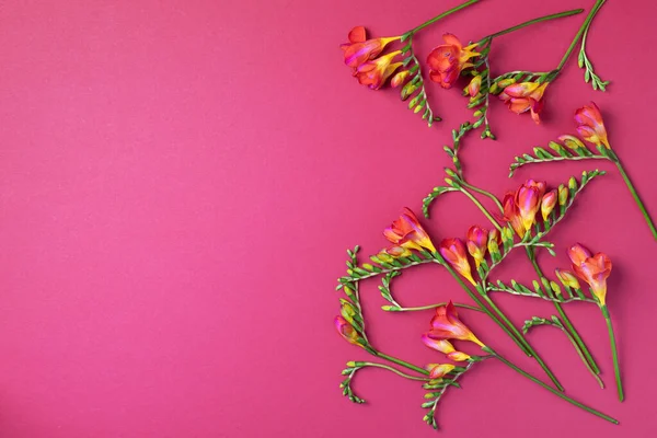 Voorjaar freesia bloemen op roze achtergrond. Vlakke lay, bovenaanzicht. Lente en zomer concept. Vrouwendag — Stockfoto