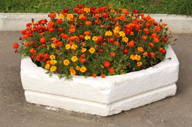 Kadife çiçeği çiçek yatak