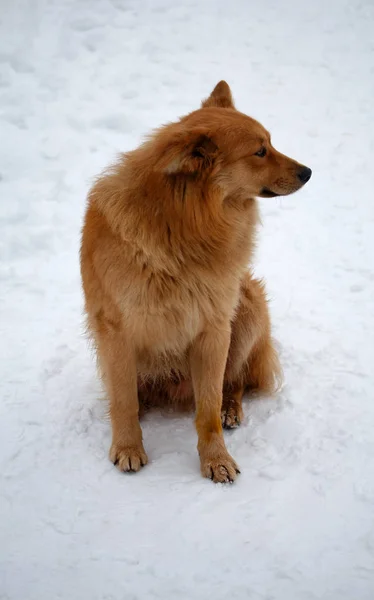 Yellow dog. Symbol of Chinese New Year — Stock fotografie