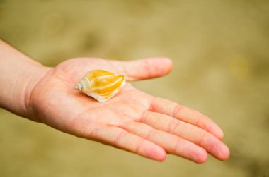 bir deniz kabuğu ile el