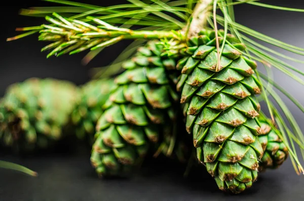 fir-cones on the black background