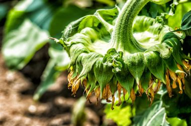 Ayçiçeği, güneş, çiçek, çayır, yaz, Sonbahar, Sonbahar, çiçeği, çiçek, doğa, park, tarım, sarı, tohum, makro, toprak, bitki, kırpma, yemek,