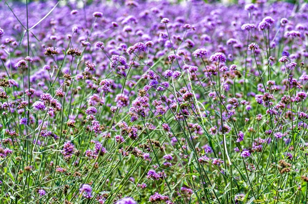 紫色的花朵，在草地上 — 图库照片