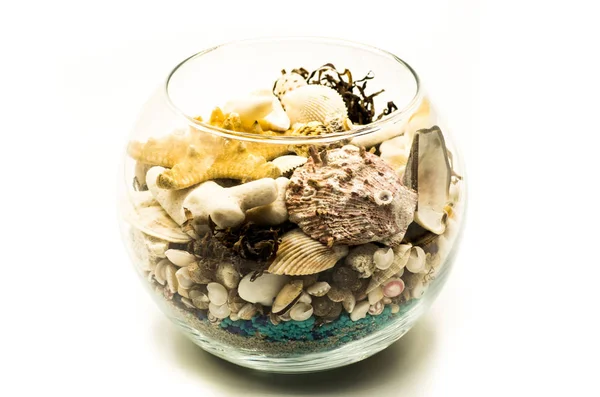 Colección de conchas marinas en un jarrón de cristal sobre blanco aislado — Foto de Stock