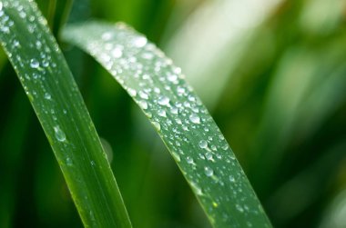 çiğ ve yağmur damlaları ile çimen