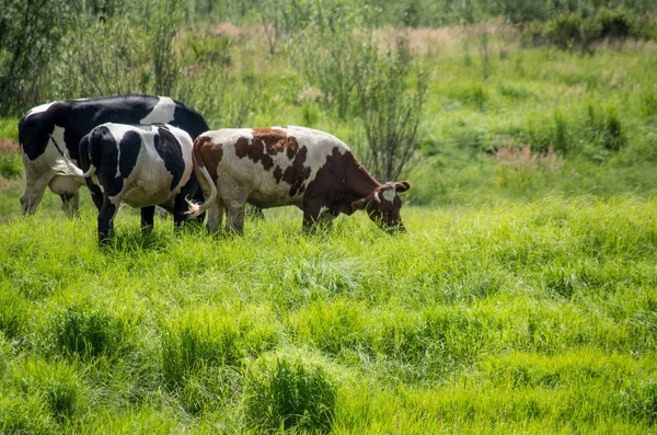 siyah ve beyaz inekler çim üzerinde duran