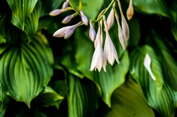 Bell bloemen op een natuurlijke achtergrond — Stockfoto