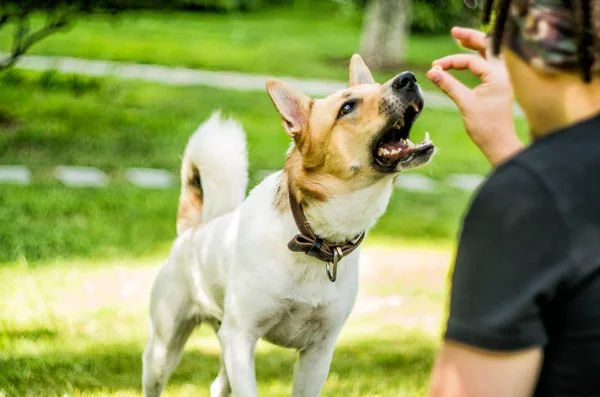 Ein Hund frisst einen Snack von seinem Besitzer — Stockfoto