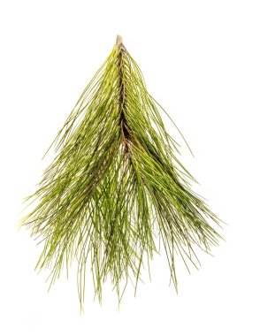 Beyaz çam ağacı brunch