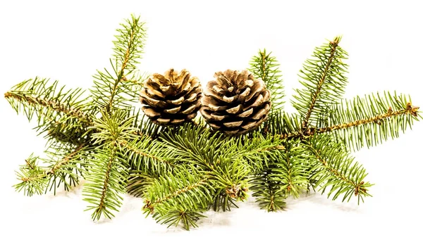 Pine cones with fir tree on white — Stock Photo, Image