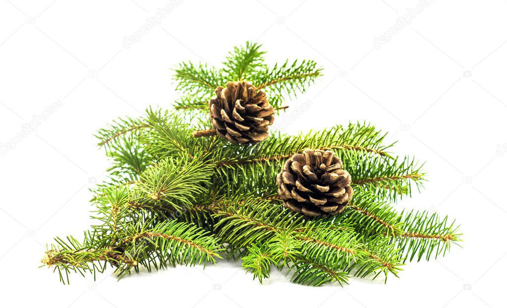 pine cones on white
