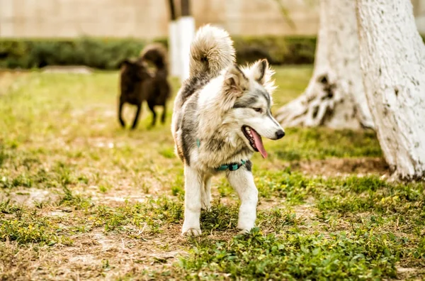 公園で遊ぶ若い huski 子犬 — ストック写真