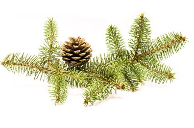 çam kozalakları beyaz çam ağacı ile