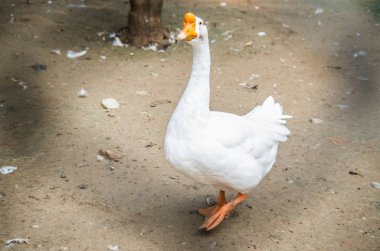 çitin arkasında beyaz yerli kaz