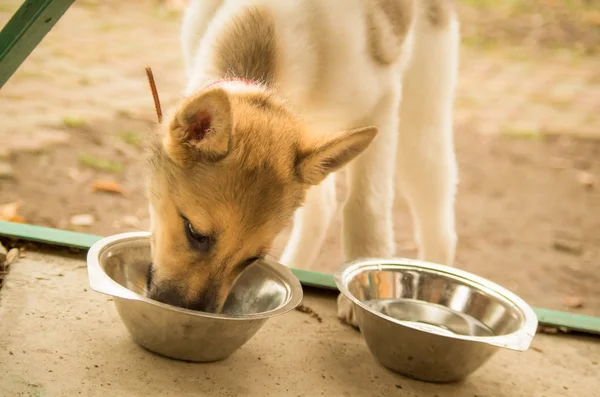 karışık doğurmak köpek yavrusu içme suyu dışında kase