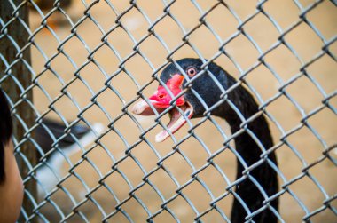 Yerli kaz çitin arkasında kırmızı tepe ile geri