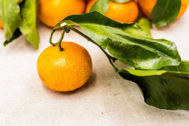keten masa örtüsü üzerinde olgunlaşmış mandalina