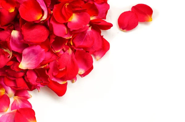 Petali di rosa rossa su sfondo bianco, concetto di San Valentino . — Foto Stock