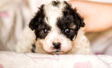 pembe bir mindere ileriye baktığımızda kalpleri ile oturma sevimli siyah beyaz köpek