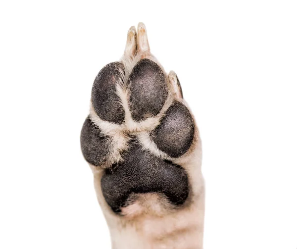 Close-up de pata de cão branco e preto isolado no fundo branco — Fotografia de Stock