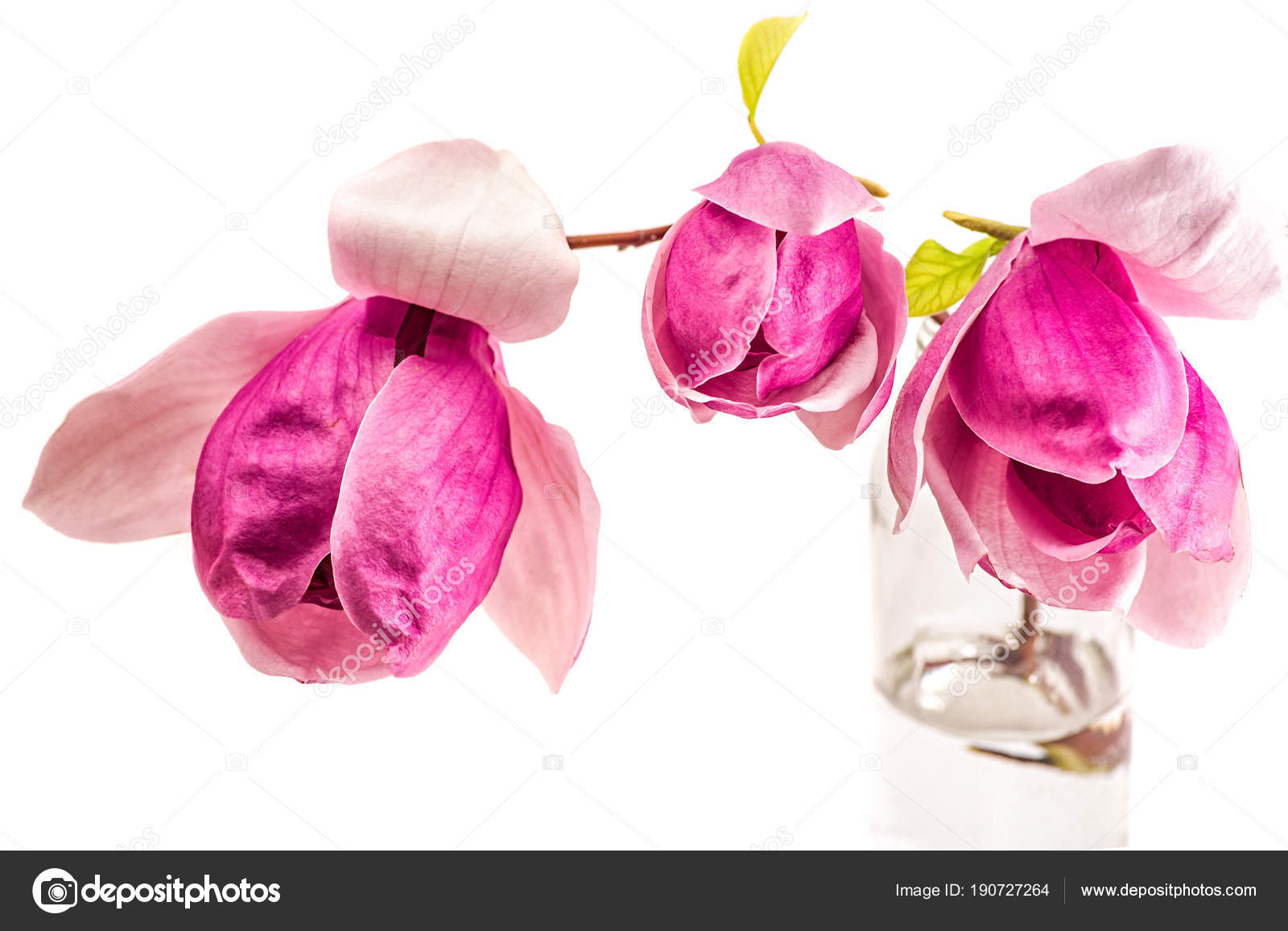 Gros Plan Une Branche Darbre Rose Et Violet Avec Des Fleurs