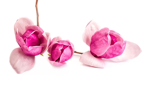 Rama de árbol rosa y púrpura de cerca con flores de magnolia chinas aisladas sobre fondo blanco —  Fotos de Stock