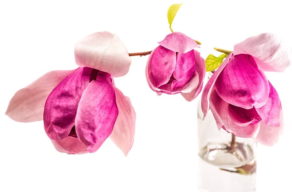 Ramo d'albero rosa e viola da vicino con fiori di magnolia cinese isolati su sfondo bianco — Foto Stock