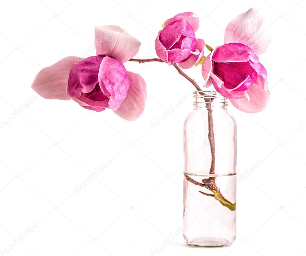 Closeup pink and purple chinese magnolia in a glass bottle with water on white background