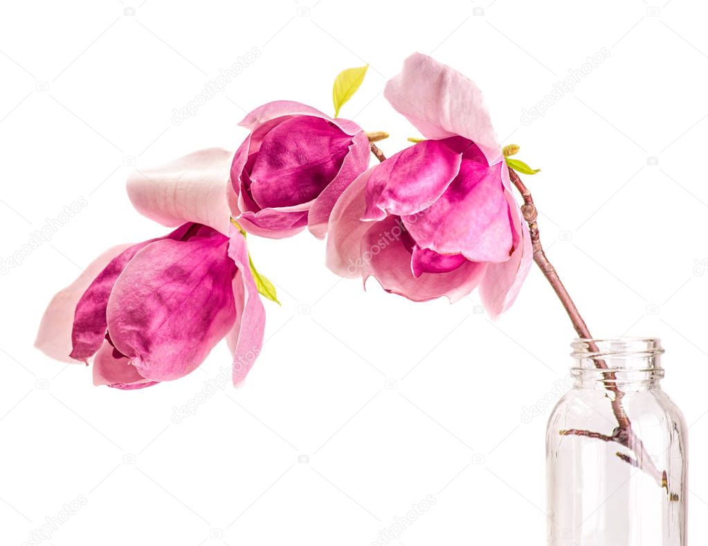 Close up pink and purple tree branch with chinese magnolia flowers in a glass bottle with water isolated on white background