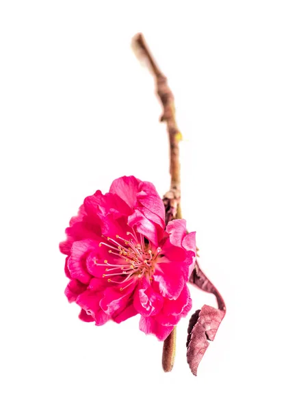 Primavera Flores de cereja, rosa e roxo conjunto de flores isoladas no fundo branco — Fotografia de Stock