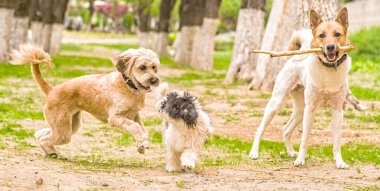 outsidein parkta oynayan üç komik köpek