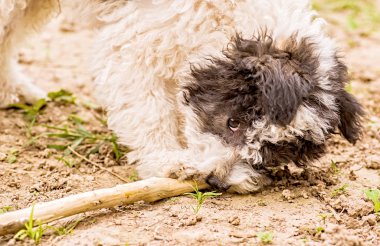 bir sopa açık parkta ısırma komik köpek