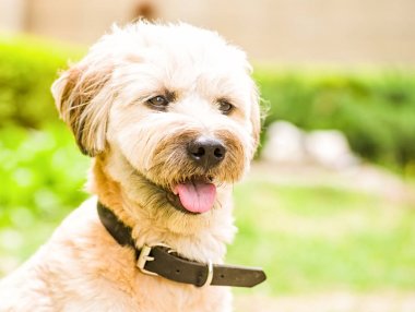 komik terrier köpek portre açık