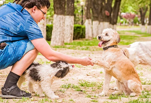 Terrier-Hund gibt seiner Besitzerin eine Pfote Hund spielt draußen — Stockfoto