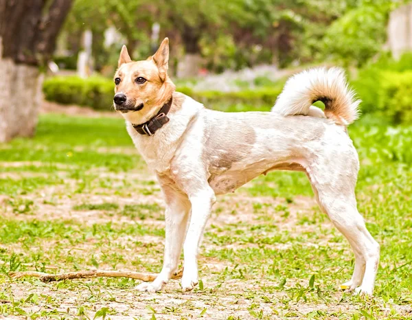 Divertido y activo perro de raza mixta jugando al aire libre —  Fotos de Stock