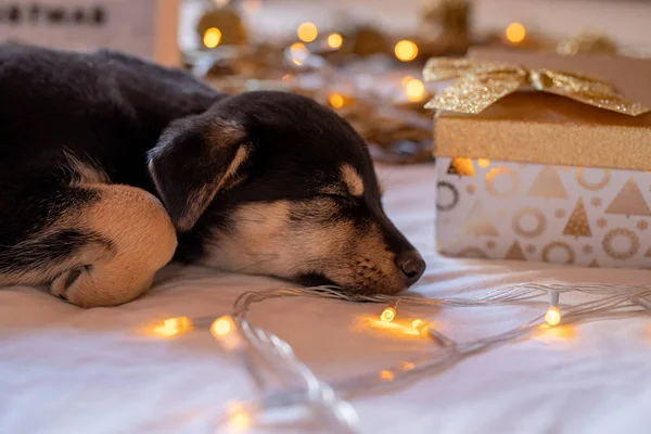 Cute puppy sleeping in the bed with with lights and gift boxes — ストック写真