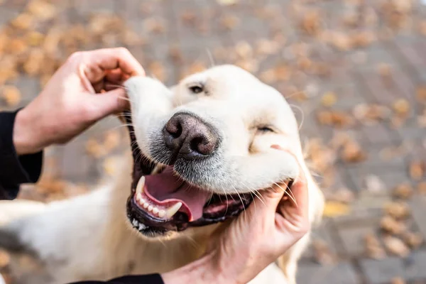 funny golden retriever dog in the park