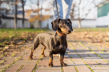 Dachshund köpeği parkta duruyor.