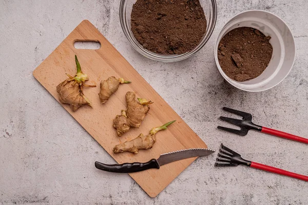 Tahtadaki kızıl bitki kökleri üst görünüm için hazır.